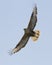 Long-legged Buzzard (Buteo rufinus)-1.