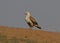 Long-legged Buzzard (Buteo rufinus)-2.