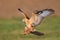 Long-legged Buzzard (Buteo rufinus)