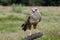 Long-Legged Buzzard, buteo rufinus, Adult standing on Post