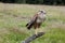 Long-Legged Buzzard, buteo rufinus, Adult standing on Post