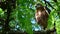 Long-legged Buzzard Buteo rufinus. Bird on a stick