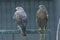 Long-legged buzzards, Buteo Rufinus, sitting on a nest in an aviary of a zoo