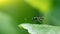 The long-legged flies on green leaves