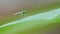 Long-legged flies on leaf.