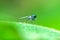 Long-legged flies perched on green leaves