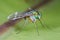 Long legged fly