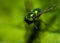 Long legged fly  Condylostylus  eyes focused on a leaf with blurred background. Macro shot of Long-legged flies also called as