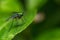 Long legged fly  Condylostylus  eyes focused on a leaf with blurred background. Macro shot of Long-legged flies also called as