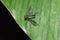 Long-legged Fly Dolichopodidae, Diptera