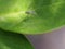 Long-legged Fly On Green Leaf