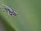 Long-legged Fly On Green Leaf Background