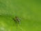 Long-legged Fly On Green Leaf Background