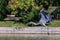 Long-legged gray feathered heron with open wings flying over a pond. Large birds.