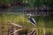 Long-legged great blue heron perched in profile on branch in a lake