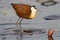 Long legged Jacana