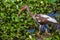 A Long Legged Juvenile American White Ibis