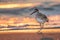 A long legged shorebird standing on the shining golden sand