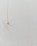 long-legged, small-bodied spider isolated on a white background