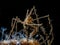 Long Legged Spider Crab, Maropodia Rostrata - Loch Long