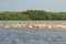 Long line of pink flamingos with heads held high in Rio Lagartos with trees in the background