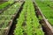 Long lines of raised vegatable beds in a plastic green house