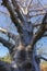 Long-lived native african tree baobab, Adansonia digitata in kibbutz Ein-Gedi near Dead sea, Israel