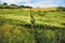 long and lonely footpath leading through a wheat field blowing in the wind