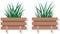 Long, low flowerpot with small green herbaceous plants. Young grass, houseplant in wooden pot