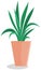 Long, low flowerpot with small green herbaceous plants. Young grass, houseplant in wooden pot