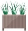 Long, low flowerpot with small green herbaceous plants. Young grass, houseplant in wooden pot