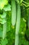 Long luffa acutangula roxb group or green angled gourd hanging in organic vegetable farm nature background