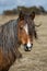 Long- Maned Wild Moorland Pony on Bodmin Moor, in Mid-Cornwall