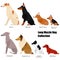 Long muzzle dog collection