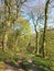 A long narrow dirt path alongside surrounded by budding spring forest trees and blue sky in the colden valley west yorkshire