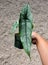 A long and narrow leaf of Alocasia Dragon\'s Breath