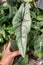 A long and narrow leaf of Alocasia Dragon\'s Breath, a rare tropical plant
