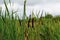 Long narrow leaves of reeds grow in the swamp