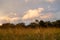 long native grasses on a regenerative agricultural farm. pasture in a grassland in the bush in australia