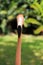 Long neck and bright eyes of flamingo
