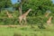 Long Neck Giraffe in the Mikumi National Park, Tanzania