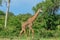 Long Neck Giraffe in the Mikumi National Park, Tanzania