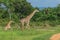 Long Neck Giraffe in the Mikumi National Park, Tanzania