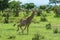 Long Neck Giraffe in the Mikumi National Park, Tanzania