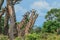 Long Neck Giraffe in the Mikumi National Park, Tanzania