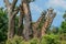 Long Neck Giraffe in the Mikumi National Park, Tanzania