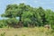 Long Neck Giraffe in the Mikumi National Park, Tanzania