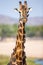 The long neck of the giraffe packed with Red-billed oxpeckers