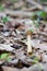 Long neck mushroom in the woods