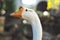 Long neck Thailand`s white goose with yellow head.